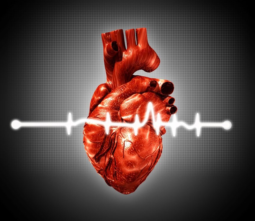 anatomical heart with ekg pulse